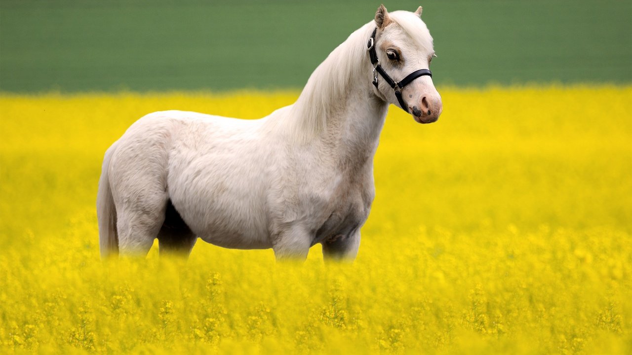 Обои лошадь, белый, конь, рапс, horse, white, rape разрешение 3000x1846 Загрузить