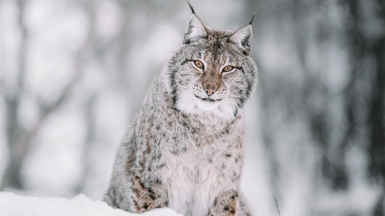 Обои морда, снег, лес, зима, рысь, взгляд, сидит, боке, face, snow, forest, winter, lynx, look, sitting, bokeh разрешение 7999x5820 Загрузить