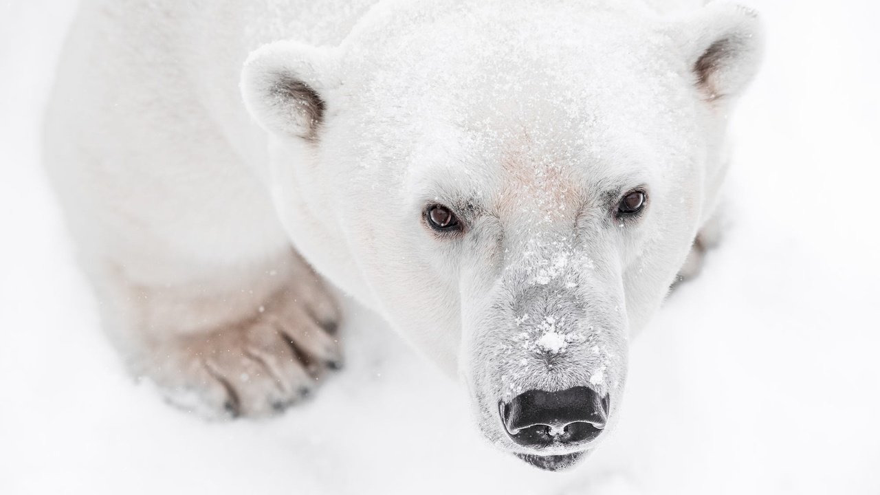 Обои морда, снег, лапы, взгляд, медведь, белый медведь, face, snow, paws, look, bear, polar bear разрешение 2000x1335 Загрузить