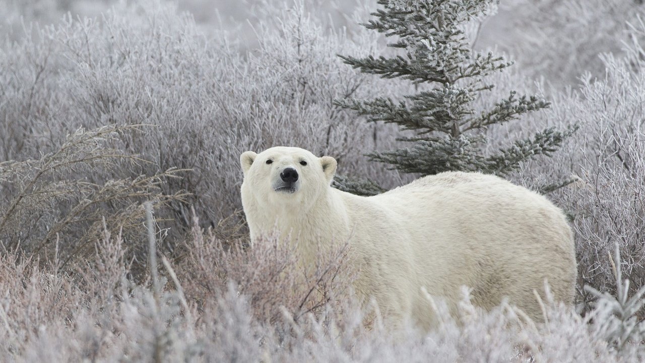 Обои белый медведь, морда, трава, снег, хвоя, зима, иней, взгляд, медведь, polar bear, face, grass, snow, needles, winter, frost, look, bear разрешение 2000x1412 Загрузить