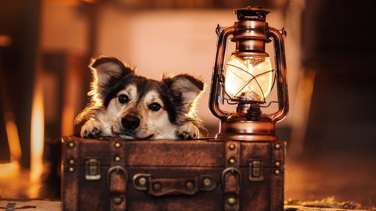 Обои морда, взгляд, лампа, собака, фонарь, чемодан, face, look, lamp, dog, lantern, suitcase разрешение 2048x1365 Загрузить