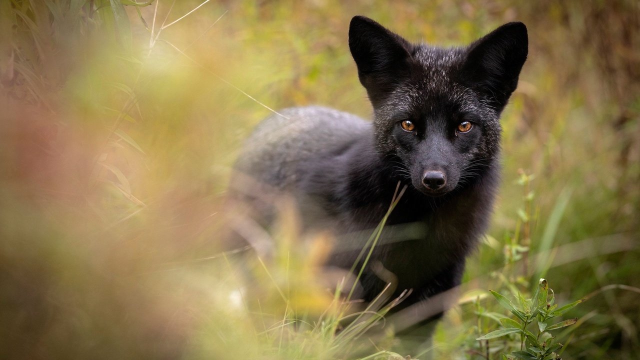 Обои морда, взгляд, лиса, чернобурая лисица, face, look, fox, silver fox разрешение 2048x1365 Загрузить