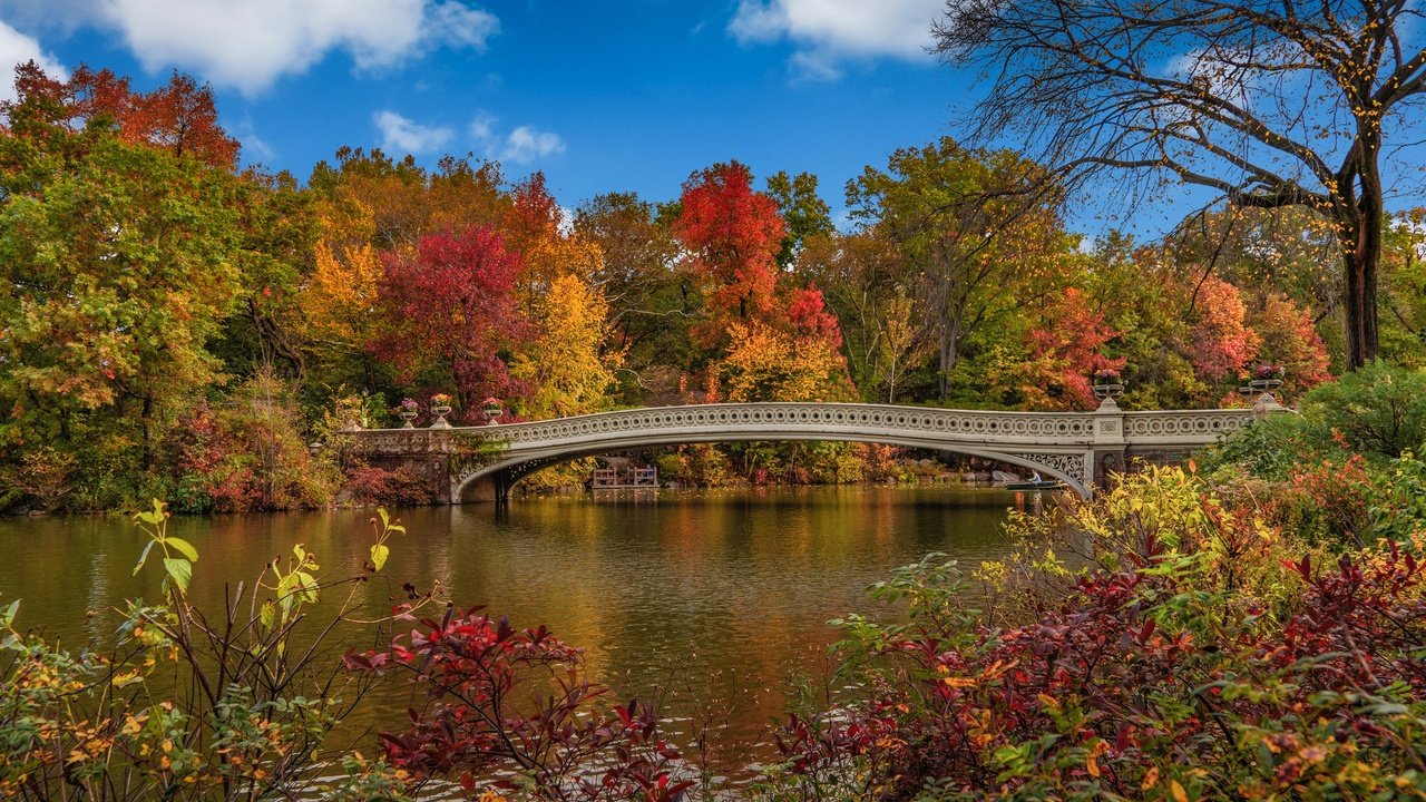 Обои деревья, мост, осень, сша, нью-йорк, центральный парк, trees, bridge, autumn, usa, new york, central park разрешение 3840x2400 Загрузить