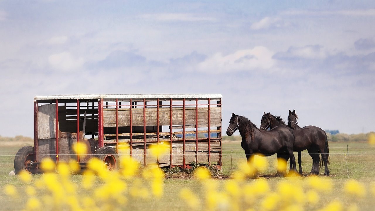 Обои небо, лошади, кони, телега, the sky, horse, horses, cart разрешение 3840x2160 Загрузить
