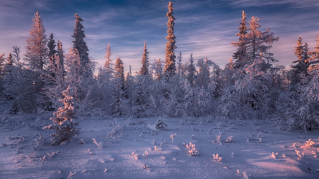 Обои небо, ели, свет, деревья, снег, природа, лес, зима, пейзаж, the sky, ate, light, trees, snow, nature, forest, winter, landscape разрешение 2000x1333 Загрузить