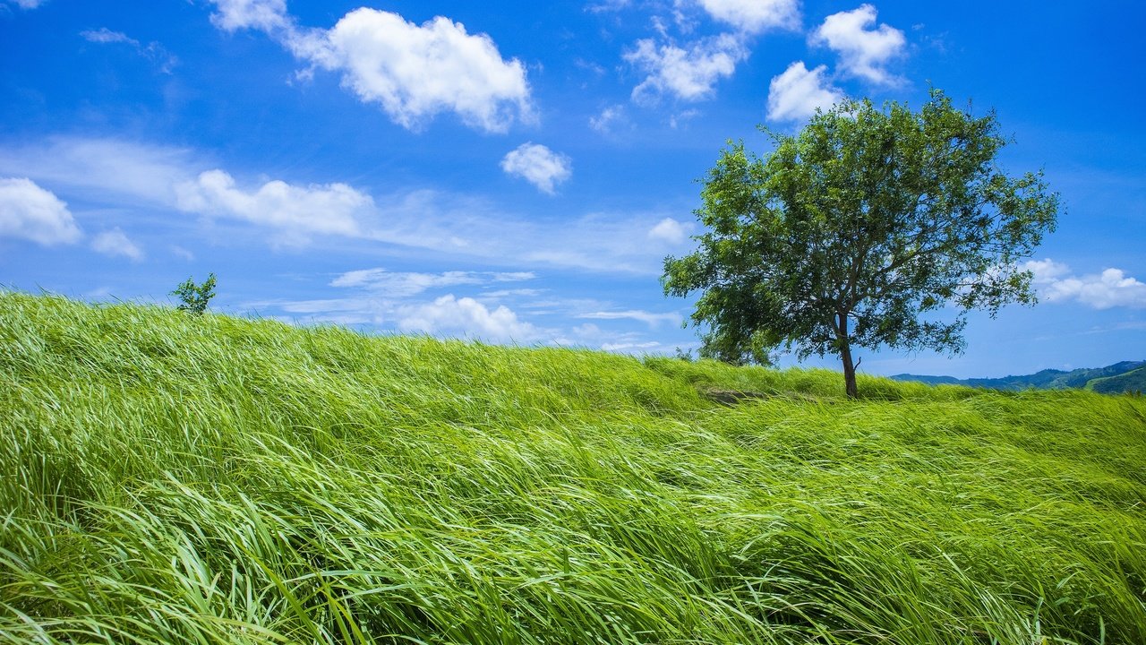 Обои небо, трава, дерево, зелень, поле, лето, the sky, grass, tree, greens, field, summer разрешение 3840x2160 Загрузить