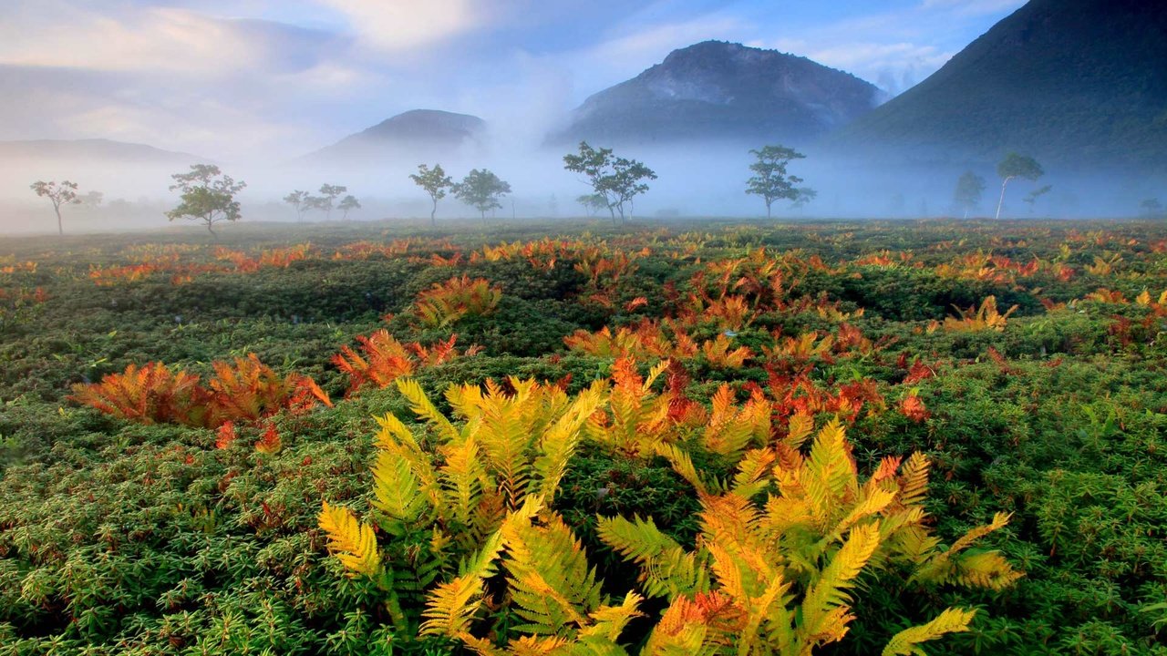 Обои осень, япония, папоротник, хоккайдо, autumn, japan, fern, hokkaido разрешение 1920x1080 Загрузить