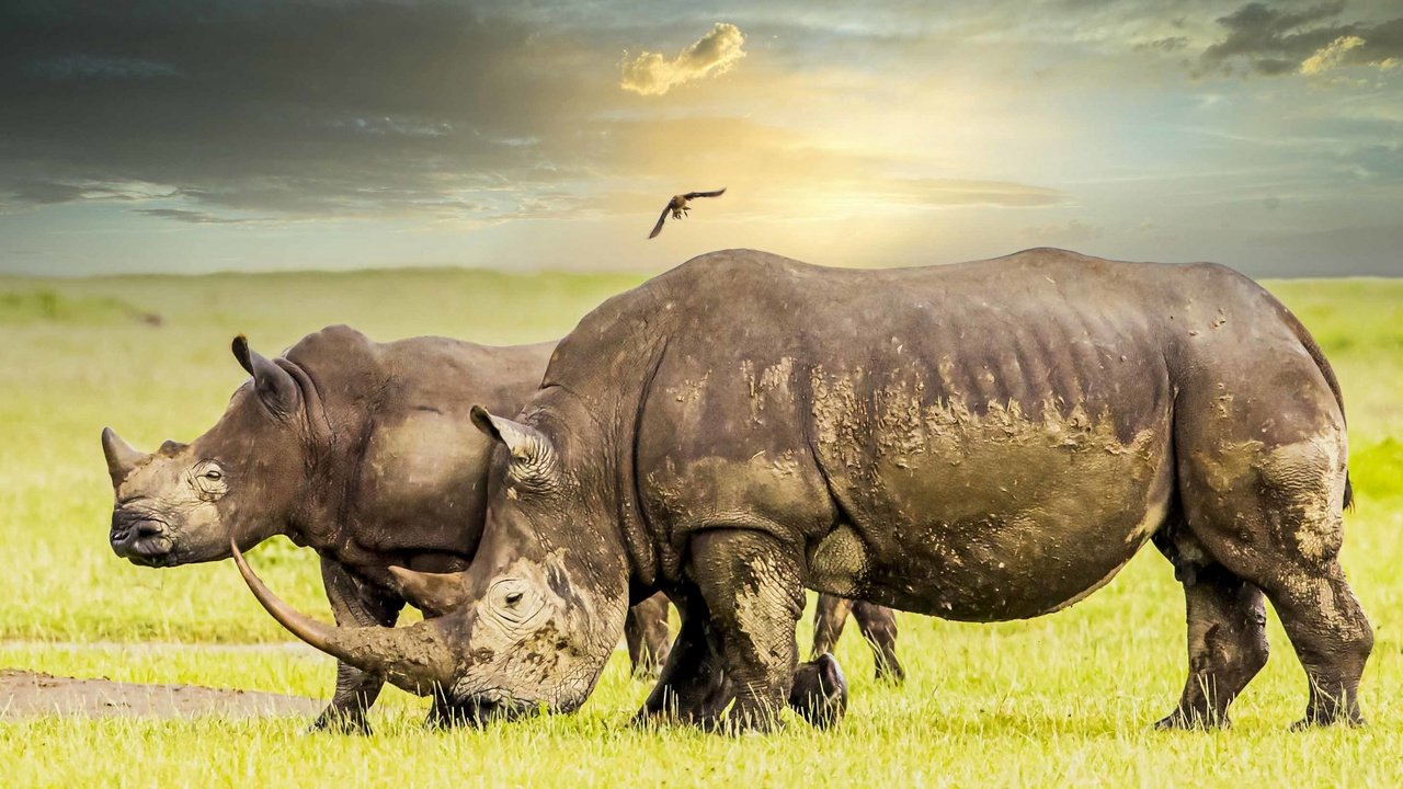 Обои природа, африка, носороги, nature, africa, rhinos разрешение 2560x1440 Загрузить