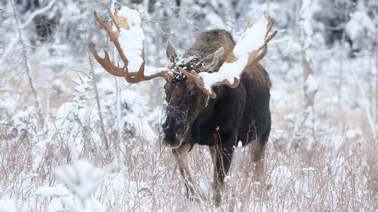 Обои природа, зима, лось, nature, winter, moose разрешение 3072x2048 Загрузить