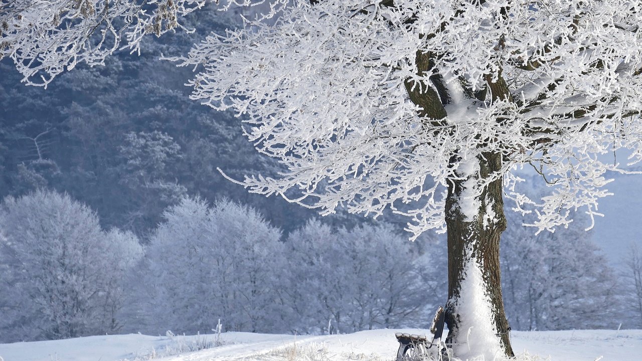 Обои снег, дерево, зима, парк, иней, скамейка, лавочка, snow, tree, winter, park, frost, bench, shop разрешение 3888x2592 Загрузить