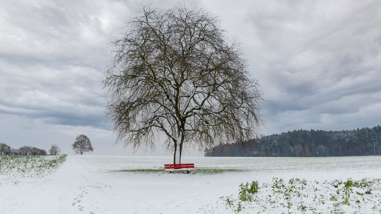 Обои снег, дерево, зима, поле, скамья, snow, tree, winter, field, bench разрешение 3840x2160 Загрузить