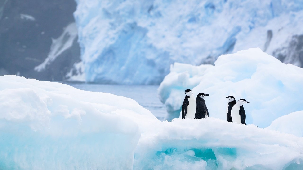 Обои снег, антарктида, природа, льды, зима, пингвины, лёд, ледник, водоем, айсберг, птицы, льдины, пингвин, penguin, snow, antarctica, nature, winter, penguins, ice, glacier, pond, iceberg, birds разрешение 2000x1125 Загрузить