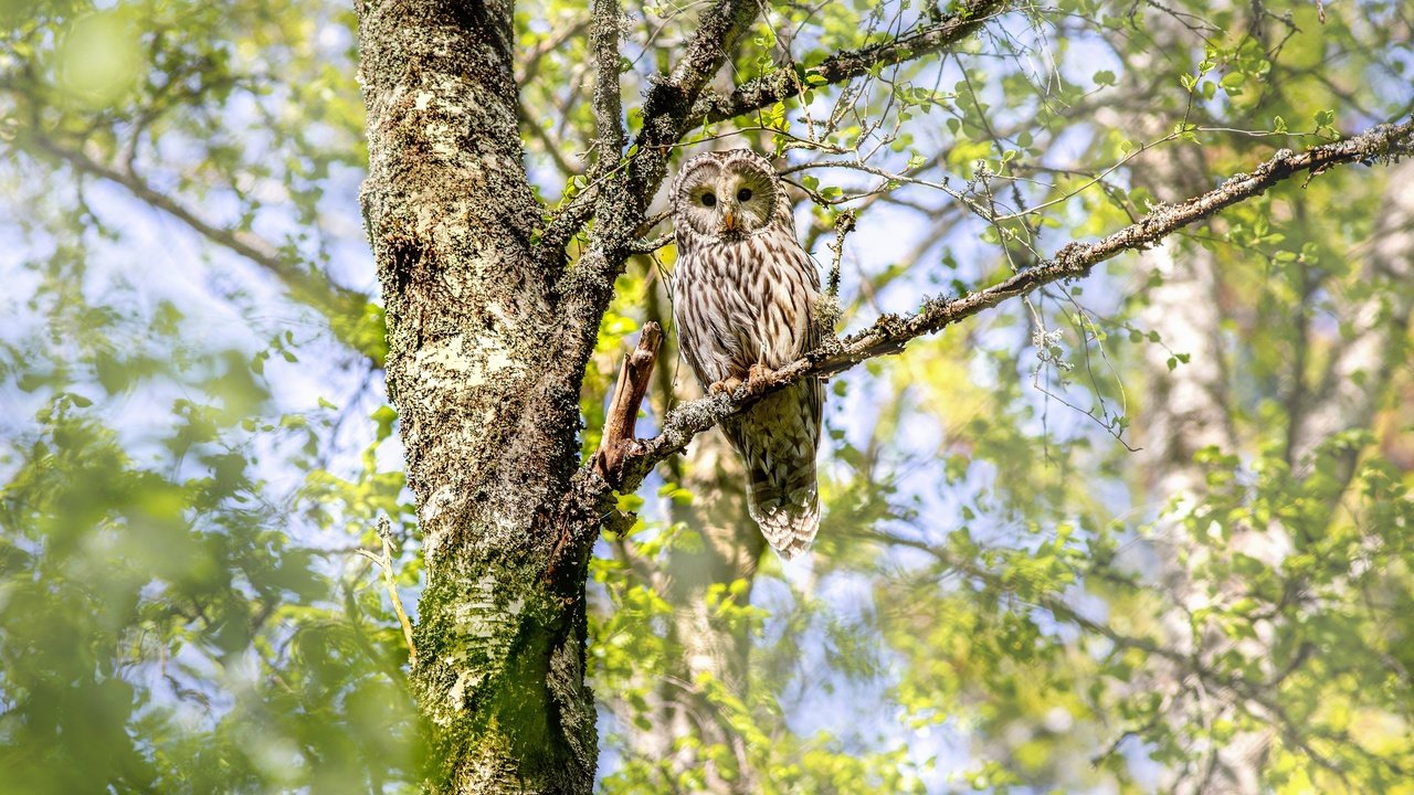 Обои сова, дерево, ветки, птица, неясыть, owl, tree, branches, bird разрешение 4000x2666 Загрузить