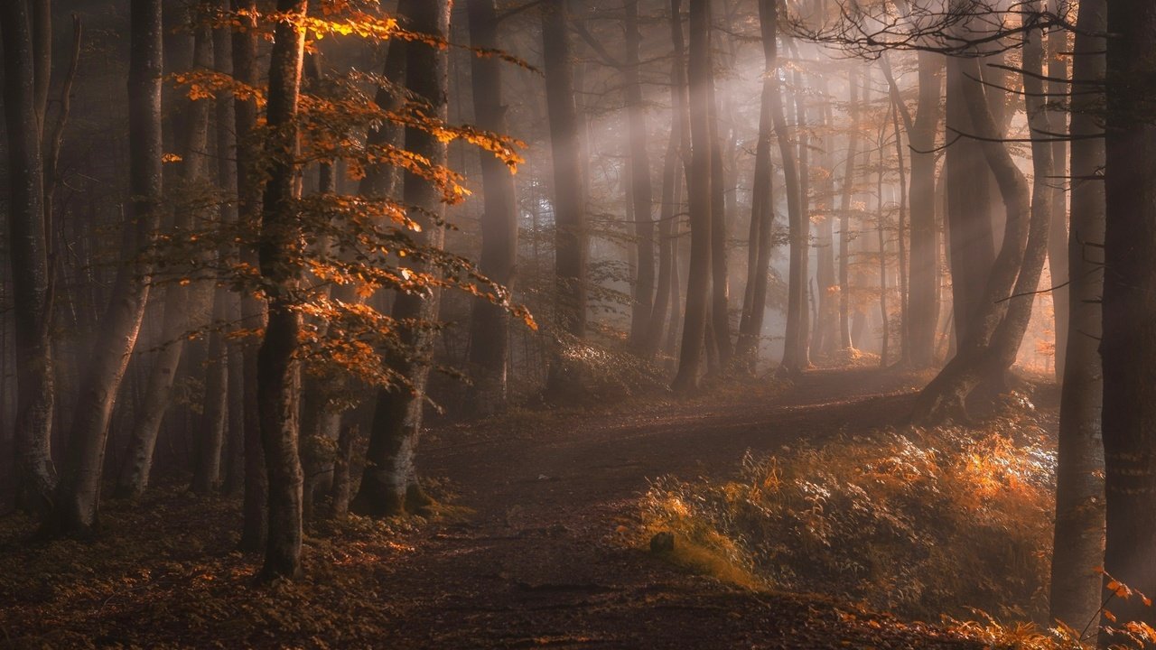 Обои свет, деревья, природа, лес, лучи, туман, осень, тропинка, light, trees, nature, forest, rays, fog, autumn, path разрешение 2500x1600 Загрузить