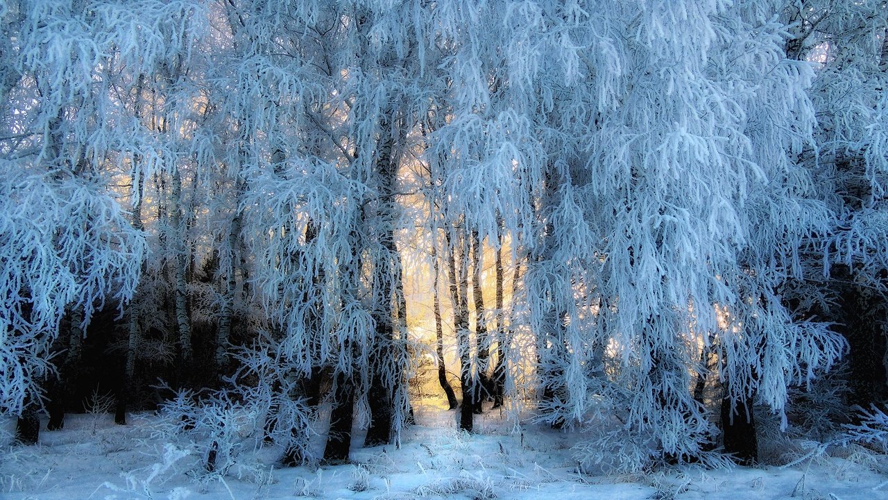 Обои свет, деревья, снег, природа, лес, зима, иней, light, trees, snow, nature, forest, winter, frost разрешение 2880x1620 Загрузить