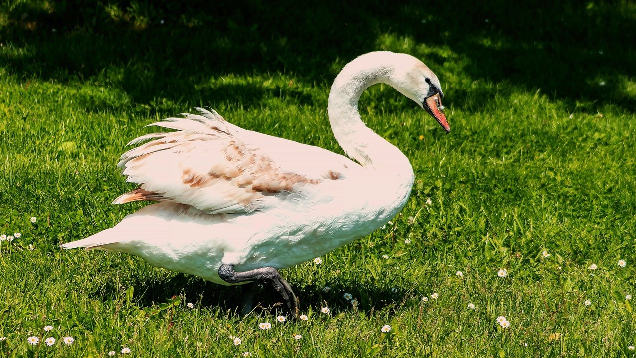 Обои свет, зелень, лето, белый, поляна, птица, лебедь, light, greens, summer, white, glade, bird, swan разрешение 2560x1440 Загрузить