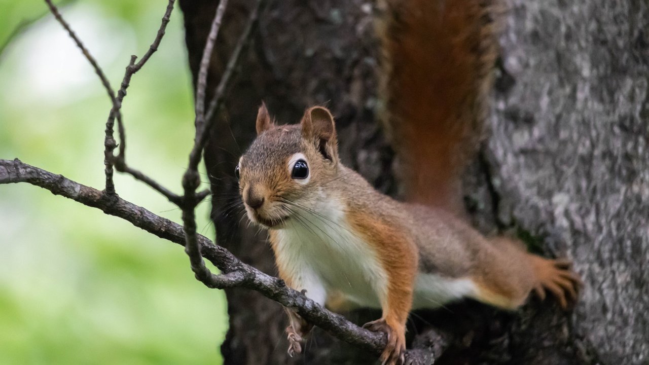 Обои ветка, природа, дерево, поза, животное, белка, зверек, грызун, branch, nature, tree, pose, animal, protein, rodent разрешение 2700x1800 Загрузить