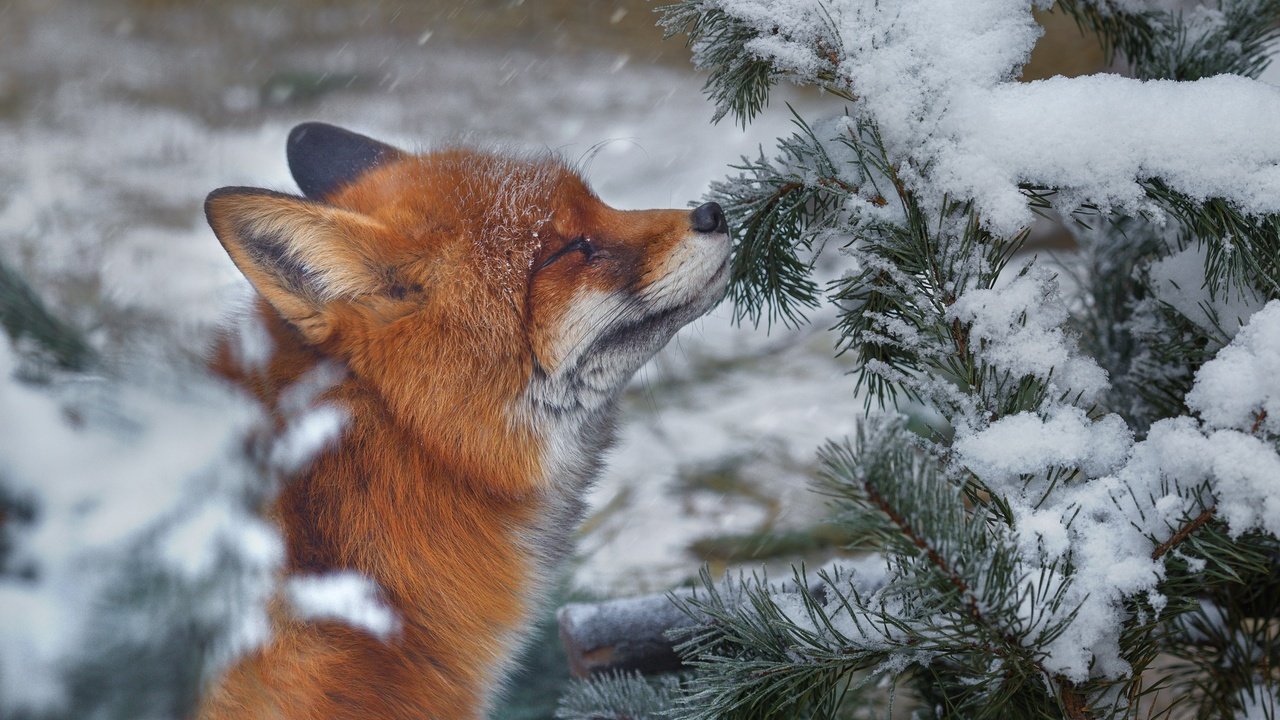 Обои ветка, снег, природа, хвоя, зима, лиса, лисица, животное, branch, snow, nature, needles, winter, fox, animal разрешение 2350x1763 Загрузить