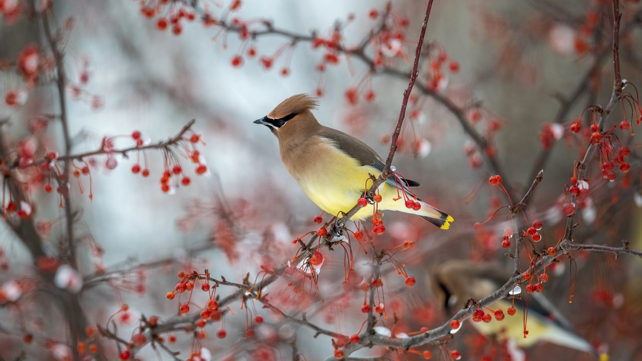 Обои ветки, птицы, птица, ягоды, боке, свиристель, свиристели, branches, birds, bird, berries, bokeh, the waxwing, waxwings разрешение 3840x2160 Загрузить