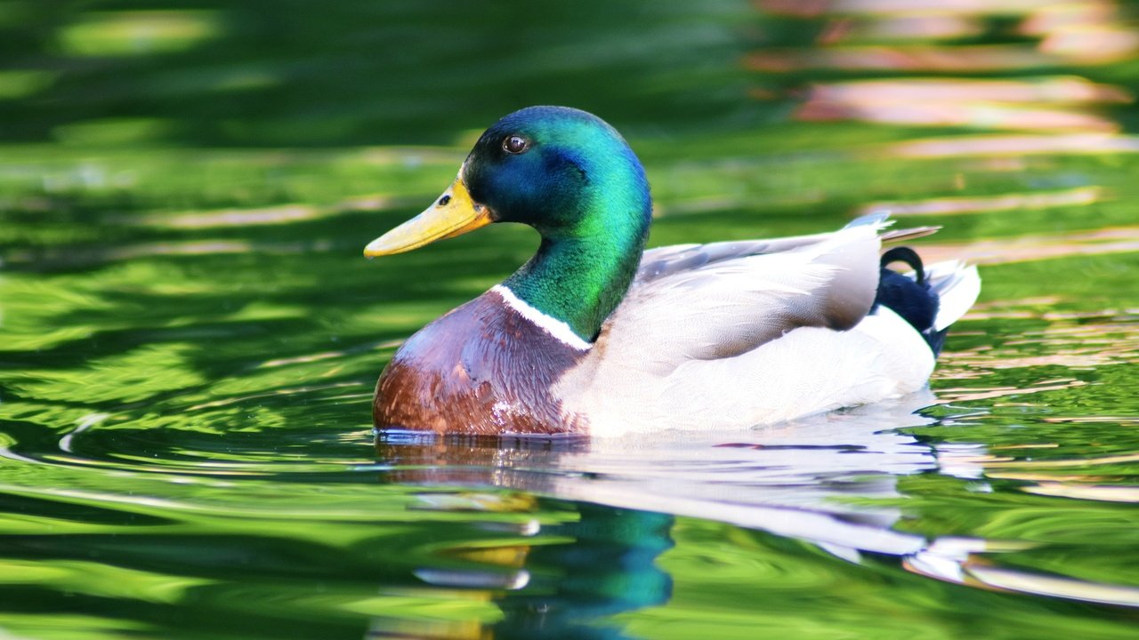 Обои вода, отражение, водоем, птица, плавание, утка, селезень, кряква, water, reflection, pond, bird, swimming, duck, drake, mallard разрешение 3840x2560 Загрузить