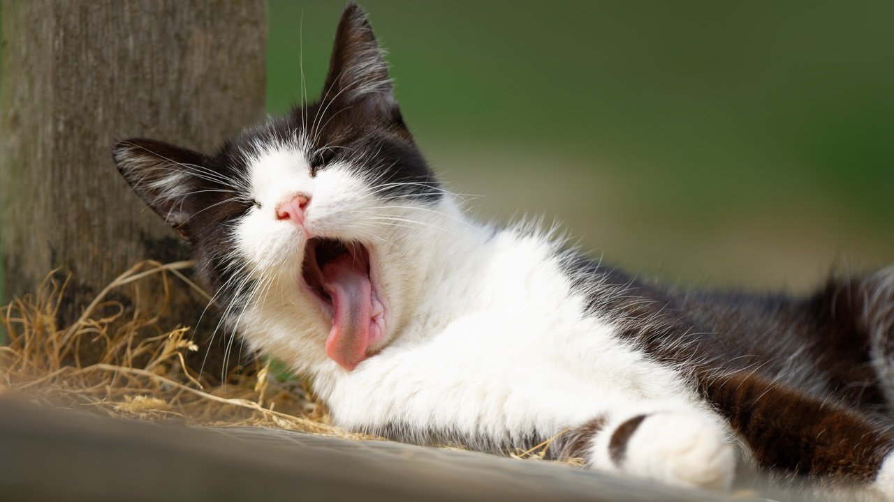 Обои кот, мордочка, кошка, котенок, язык, зевает, cat, muzzle, kitty, language, yawns разрешение 2048x1463 Загрузить