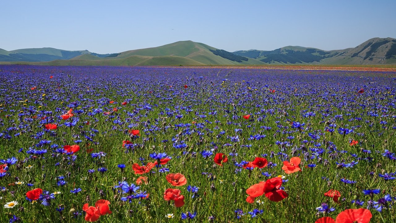 Обои цветы, горы, поле, маки, луг, италия, васильки, flowers, mountains, field, maki, meadow, italy, cornflowers разрешение 3072x2048 Загрузить