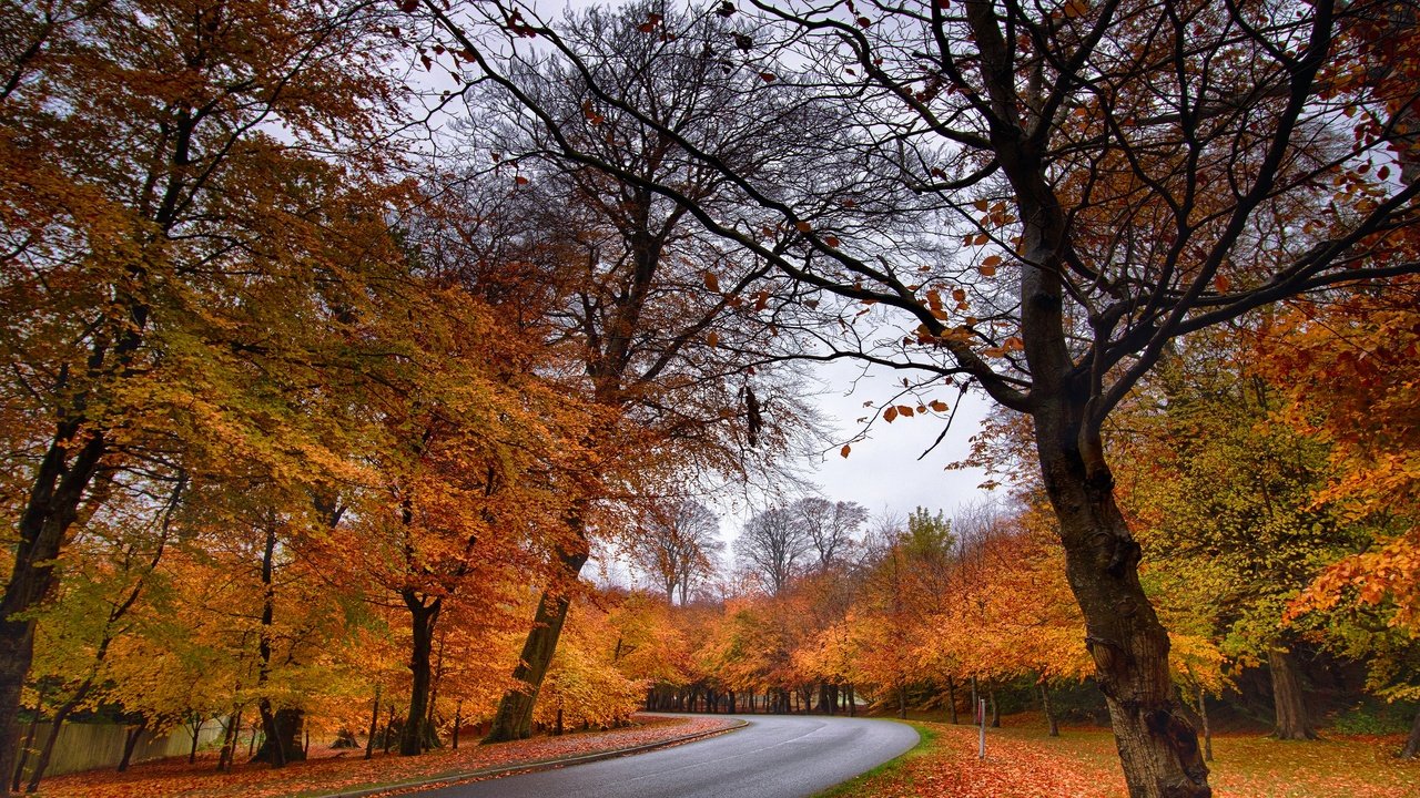 Обои лес, парк, осень, forest, park, autumn разрешение 3840x2160 Загрузить