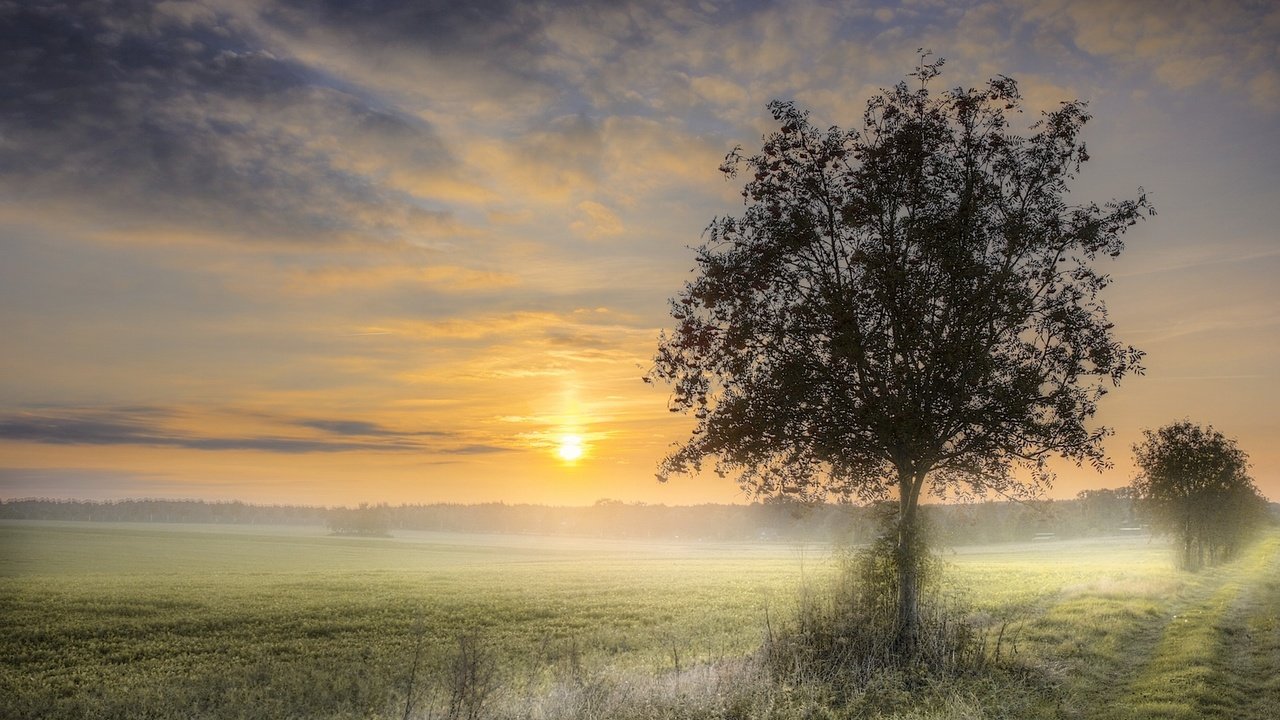 Обои природа, дерево, закат, туман, поле, nature, tree, sunset, fog, field разрешение 1920x1178 Загрузить