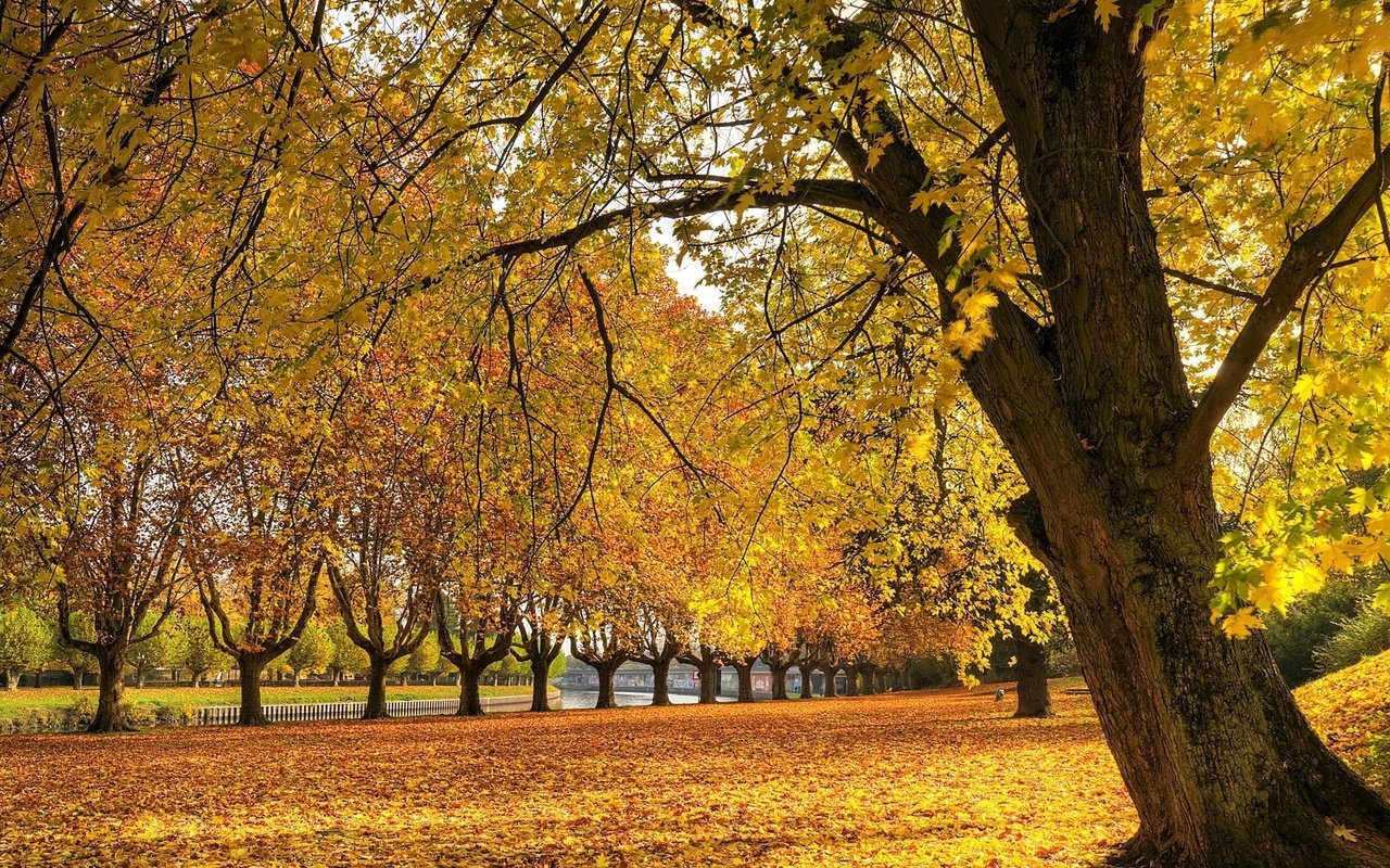 Обои трава, река, дерево, листья, осень, grass, river, tree, leaves, autumn разрешение 1920x1200 Загрузить