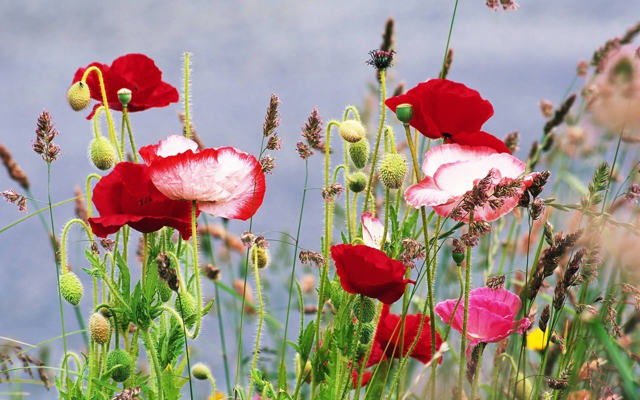 Обои цветы, трава, лето, маки, flowers, grass, summer, maki разрешение 2560x1600 Загрузить