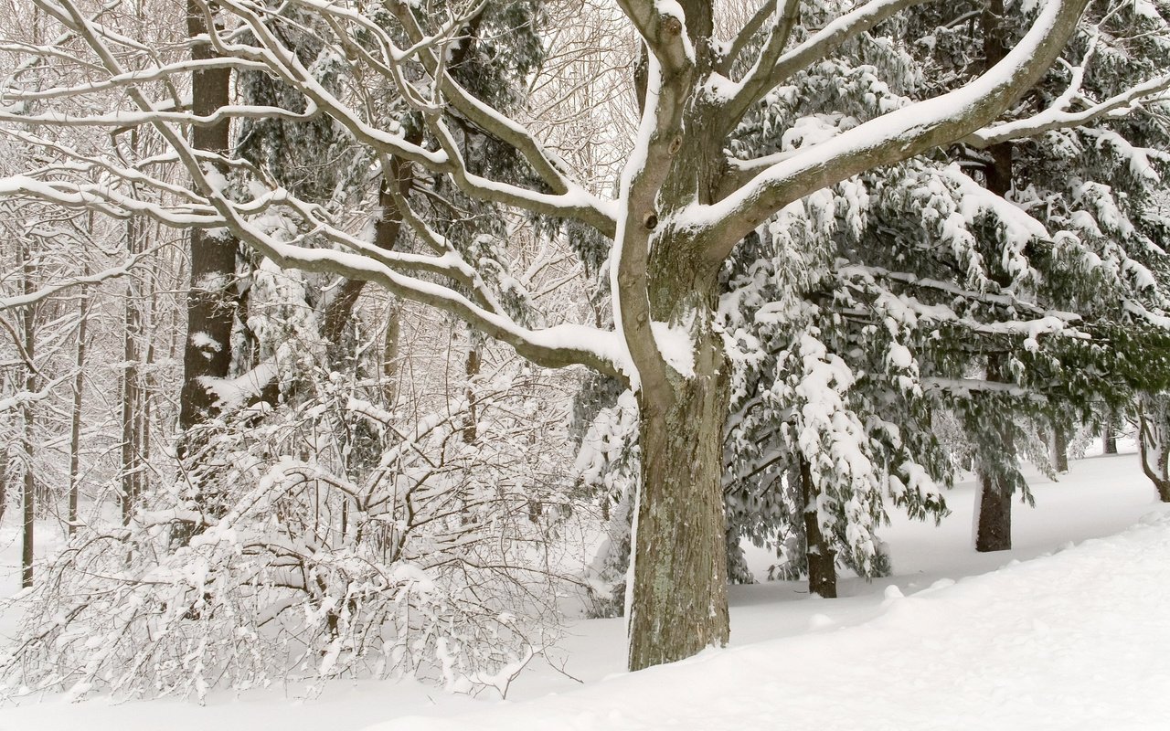 Обои деревья, снег, лес, зима, белосныжные, trees, snow, forest, winter, belosnejnaya разрешение 2560x1600 Загрузить
