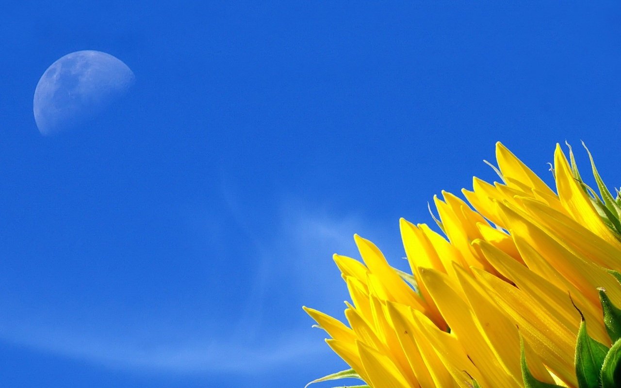 Обои небо, желтый, цветок, the sky, yellow, flower разрешение 1920x1440 Загрузить