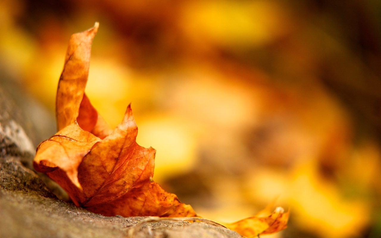 Обои земля, желтый, листок, осень, лист, earth, yellow, leaf, autumn, sheet разрешение 2560x1600 Загрузить