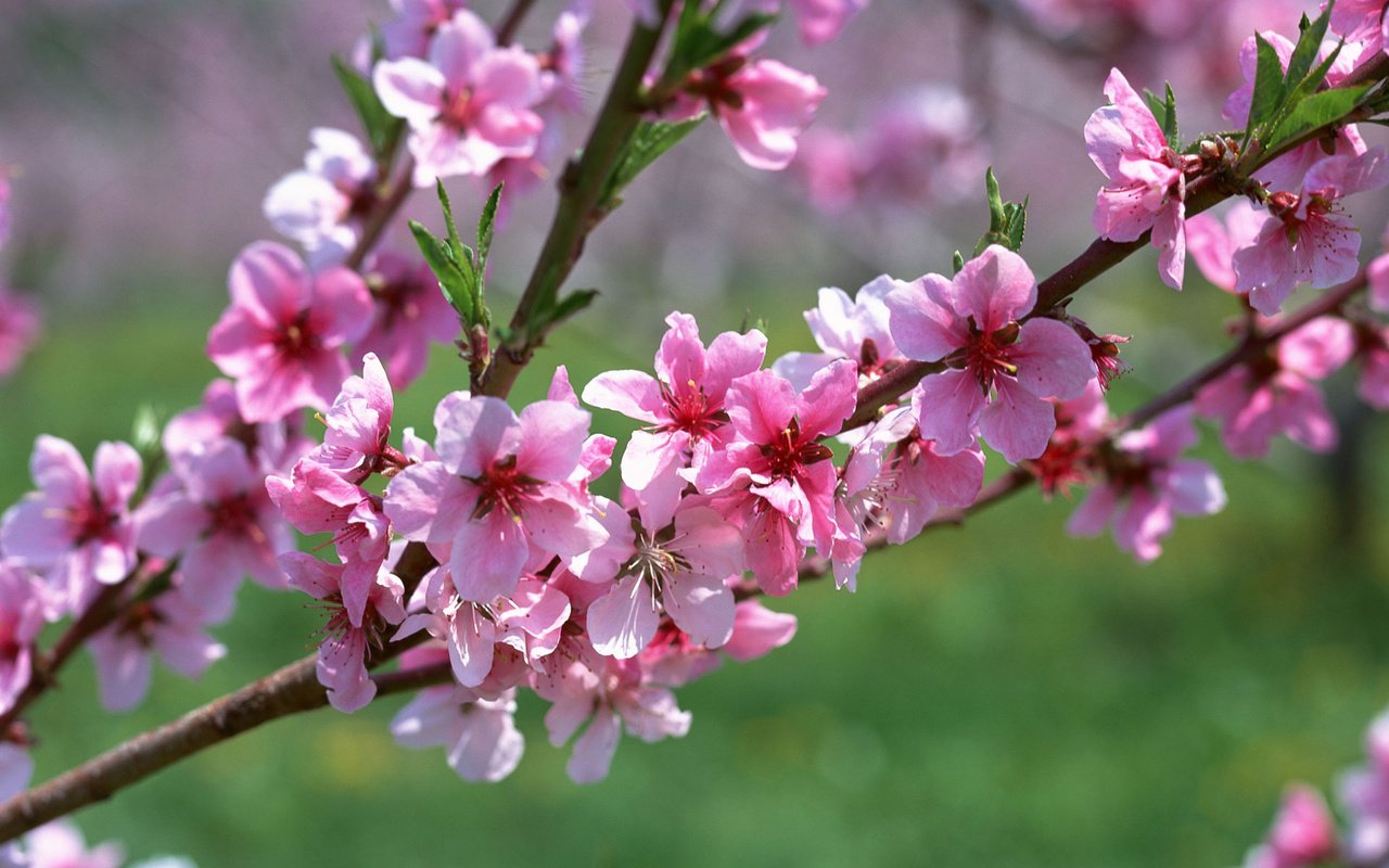 Обои цветы, ветка, макро, весна, розовый, абрикос, flowers, branch, macro, spring, pink, apricot разрешение 1920x1200 Загрузить