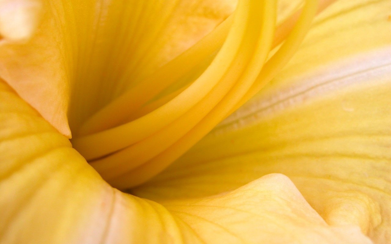 Обои желтый, макро, цветок, yellow, macro, flower разрешение 1920x1200 Загрузить