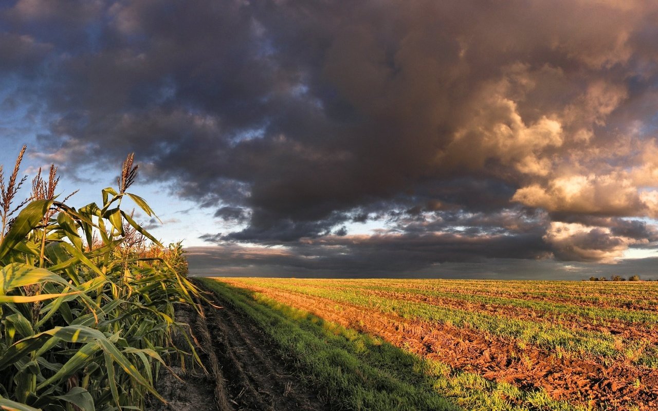 Обои облака, поле, кукуруза, clouds, field, corn разрешение 3200x1200 Загрузить