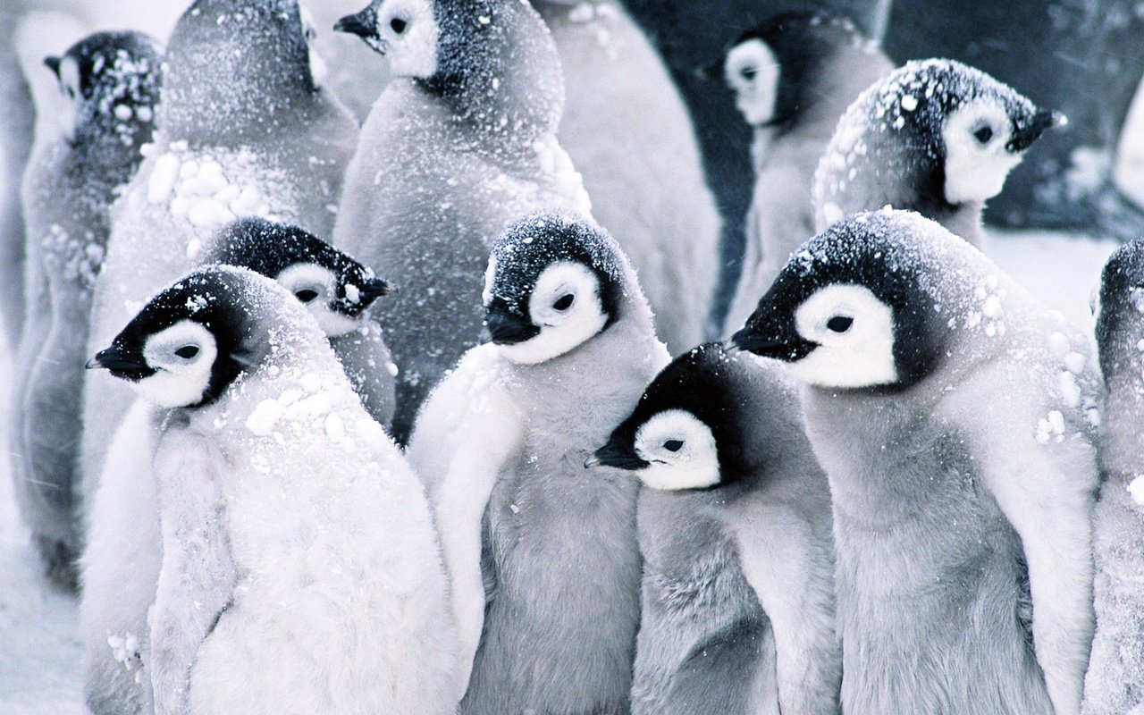 Обои снег, пингвины, детские, snow, penguins, baby разрешение 1920x1080 Загрузить