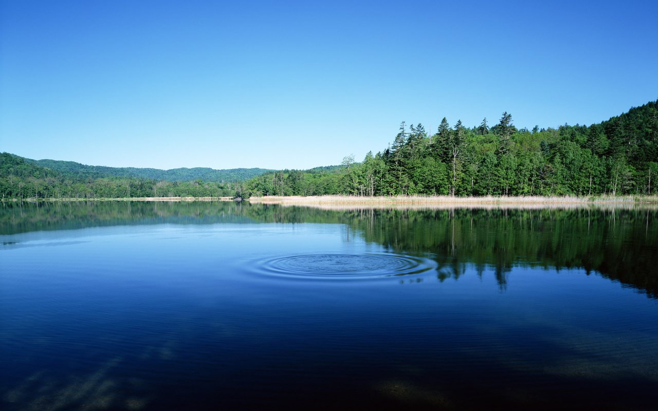 Обои озеро, лес, круги, бульк, lake, forest, circles, plop разрешение 1920x1200 Загрузить