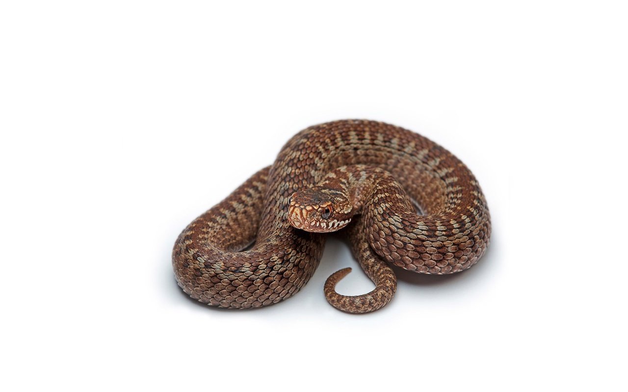 Обои змея, белый фон, коричневая, snake, white background, brown разрешение 1920x1200 Загрузить