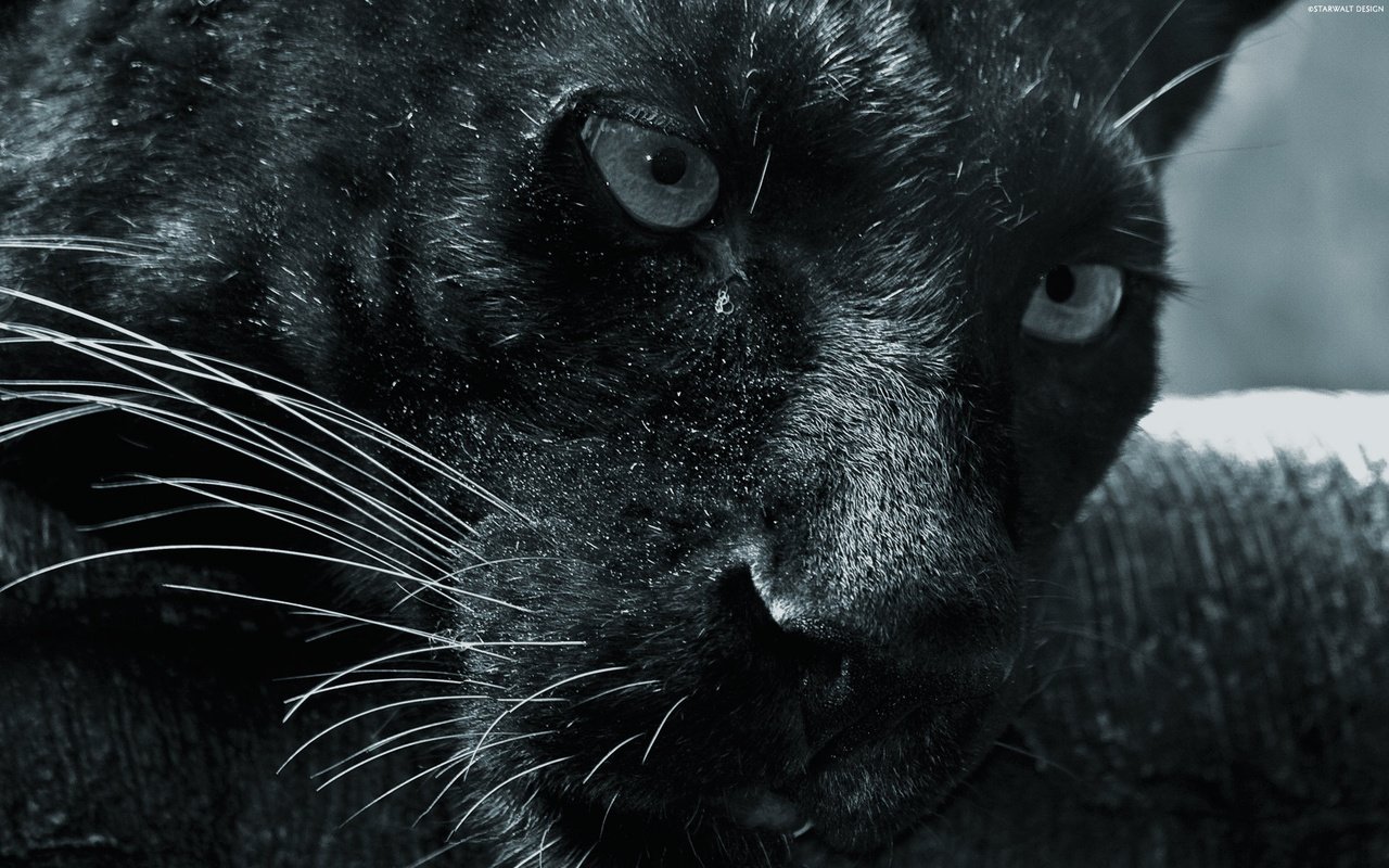 Обои морда, смотрит, пантера, черная, face, looks, panther, black разрешение 1920x1200 Загрузить