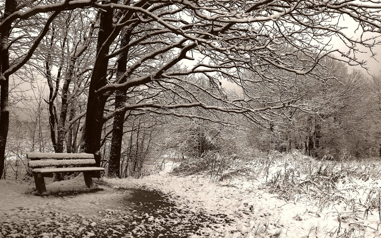 Обои деревья, снег, зима, чёрно-белое, сепия, скамейка, trees, snow, winter, black and white, sepia, bench разрешение 3504x2336 Загрузить