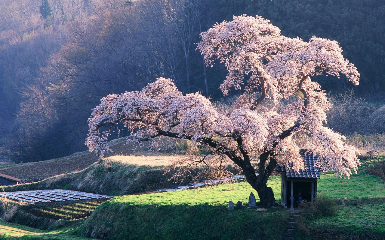 Обои дерево, сакура, клозет, tree, sakura, the closet разрешение 1920x1200 Загрузить