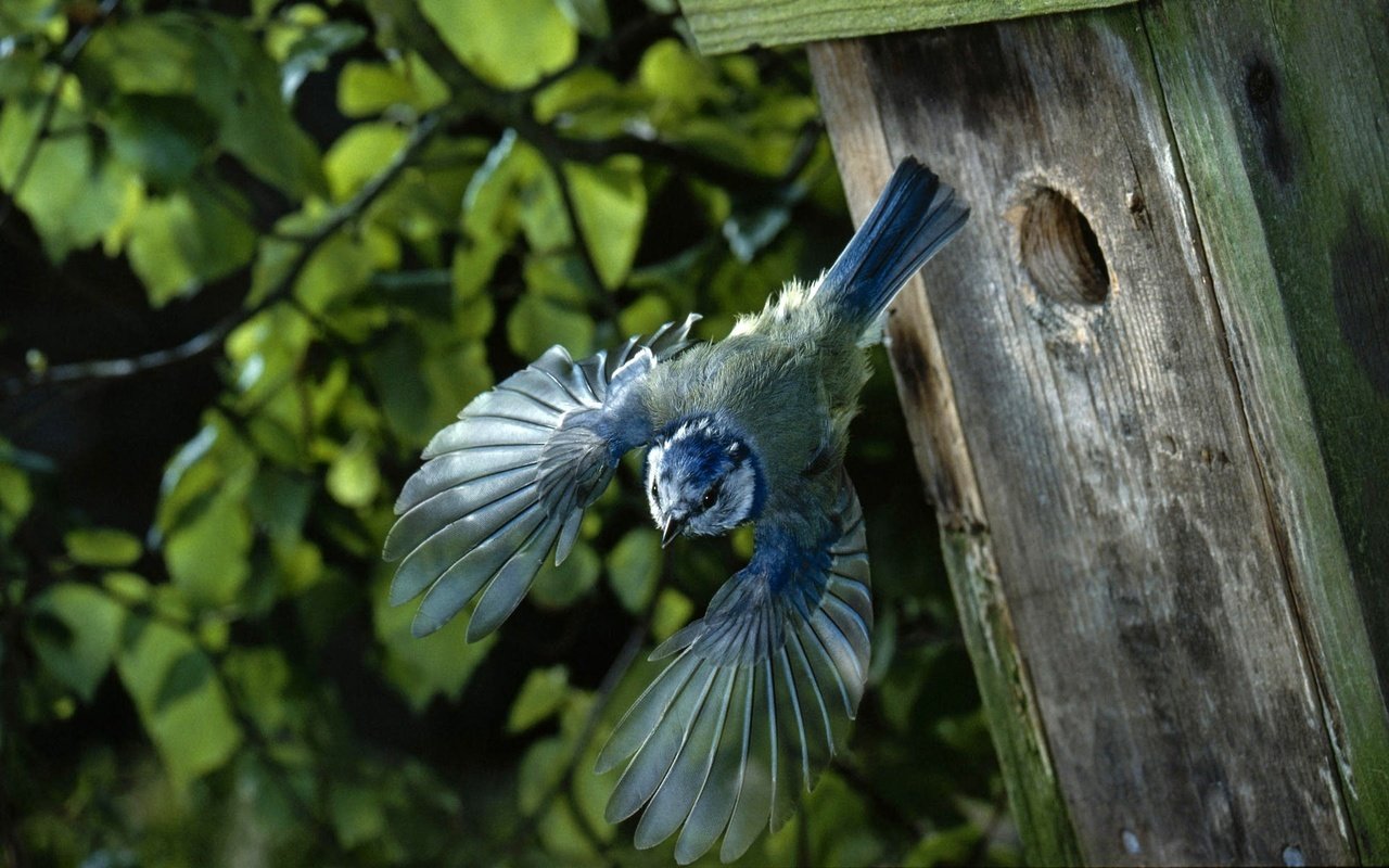 Обои полет, крылья, птица, домик, птичка, скворечник, синица, flight, wings, bird, house, birdhouse, tit разрешение 1920x1200 Загрузить