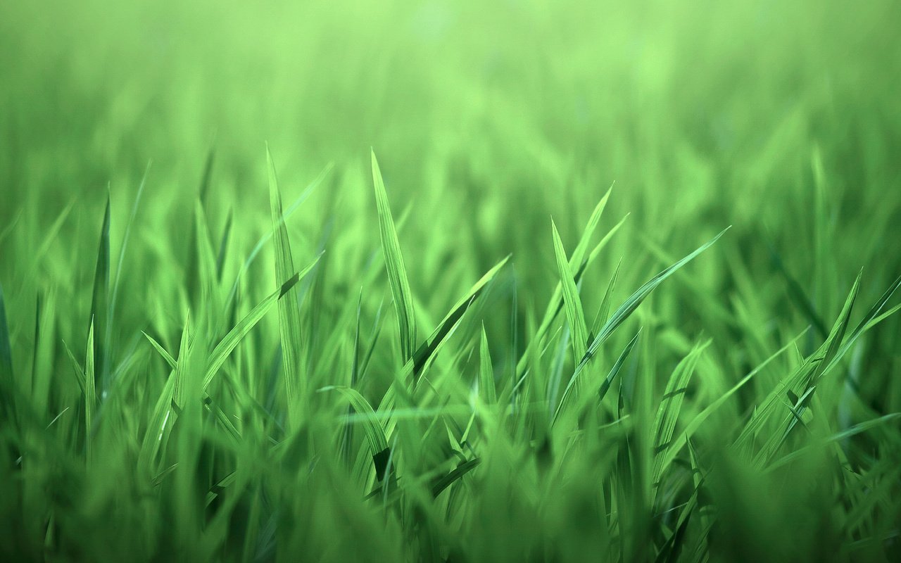 Обои трава, природа, листочки, зеленая, grass, nature, leaves, green разрешение 1920x1280 Загрузить