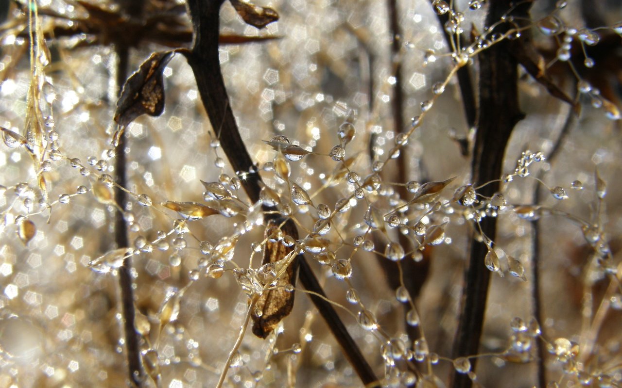 Обои природа, утро, ветки, роса, капли, паутина, капельки росы, nature, morning, branches, rosa, drops, web, drops of dew разрешение 3072x2304 Загрузить