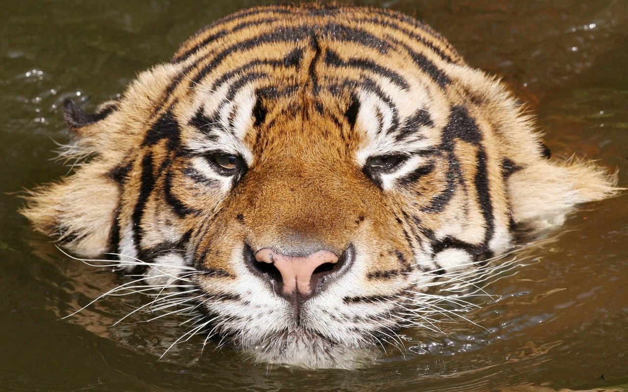 Обои тигр, вода, киса, расслабся, tiger, water, kitty, relax разрешение 2048x1441 Загрузить