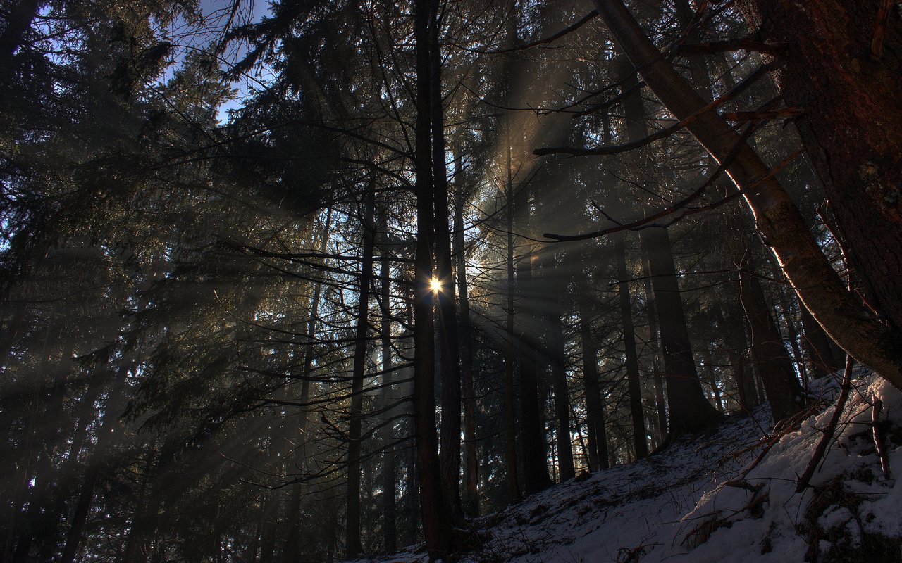 Обои свет, фото, деревья, лучи, солнце, снег, природа, обои, лес, зима, light, photo, trees, rays, the sun, snow, nature, wallpaper, forest, winter разрешение 1920x1200 Загрузить