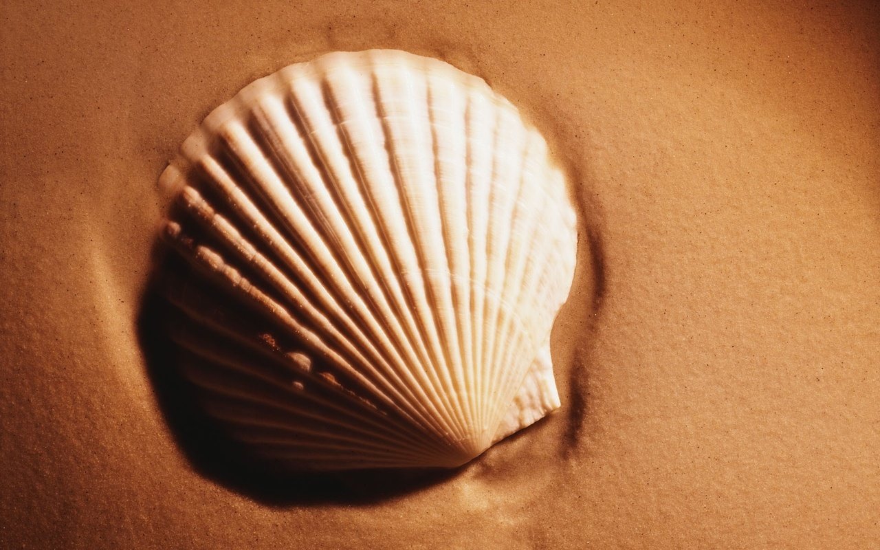 Обои песок, ракушки, sand, shell разрешение 1920x1200 Загрузить