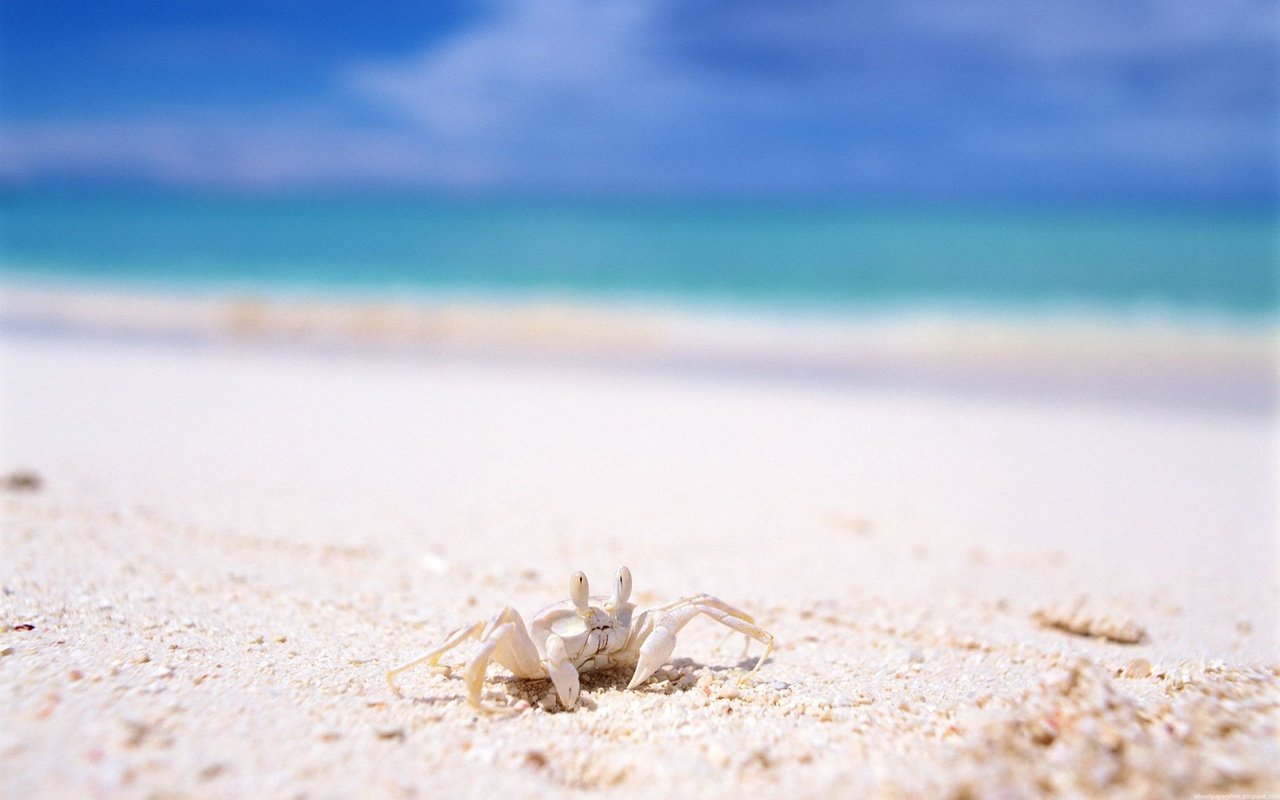 Обои пляж, краб, белый песок, beach, crab, white sand разрешение 1920x1200 Загрузить
