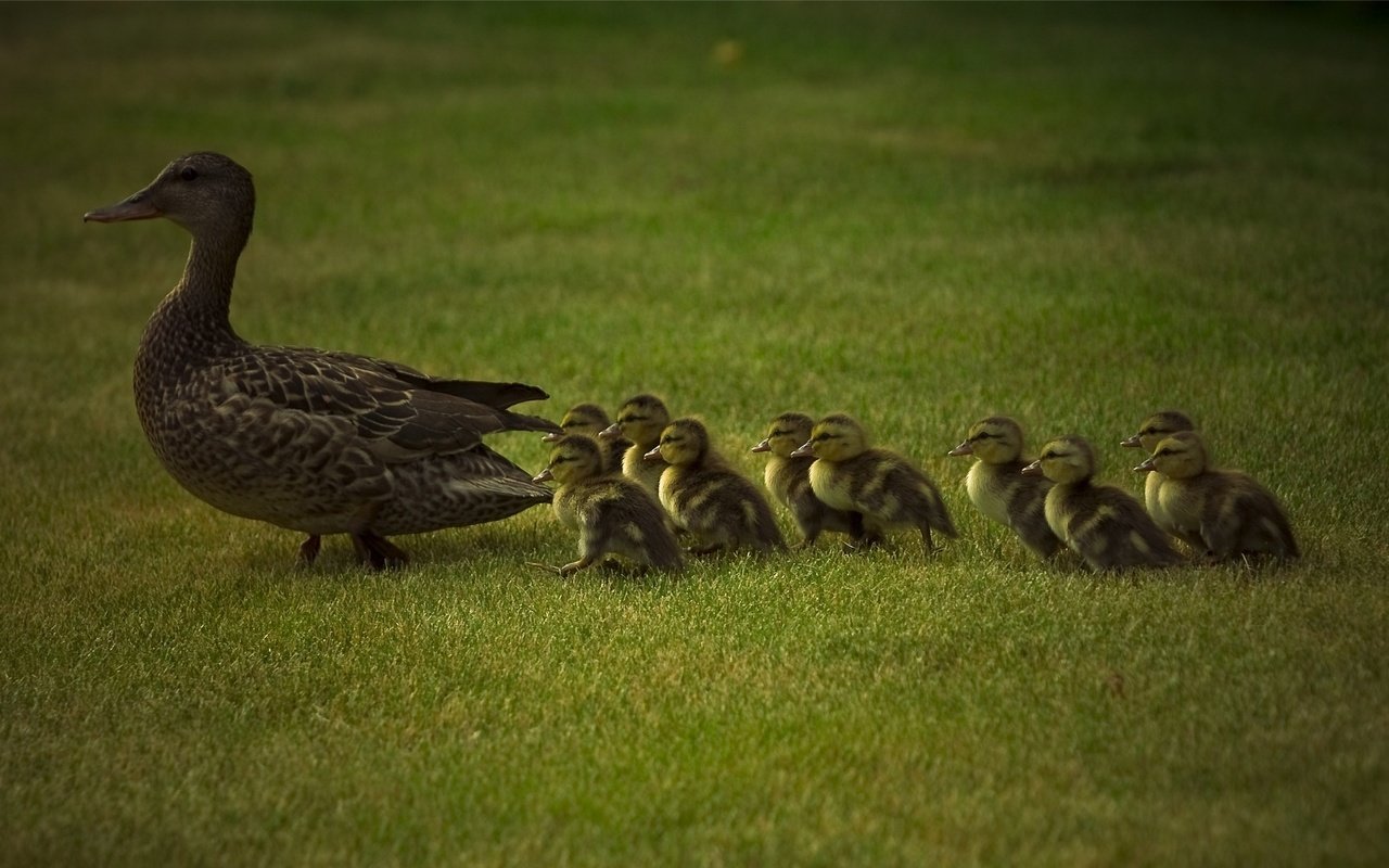 Обои трава, животные, утки, животно е, grass, animals, duck разрешение 1920x1200 Загрузить